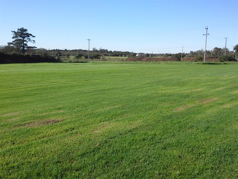 Grass Galore Port Elizabeth. Projects, photos, reviews and more Snupit