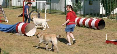 Dog Training Fourways Dog Training Fourways