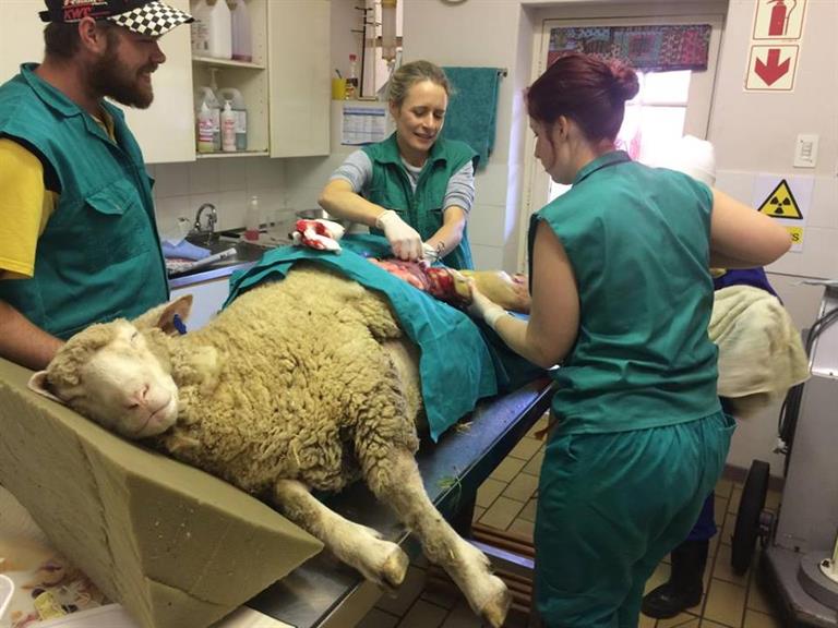 Oakhurst Animal Clinic - Swellendam. Projects, photos, reviews and more | Snupit Oakhurst Animal Clinic - Swellendam. Projects, photos, reviews and more | Snupit