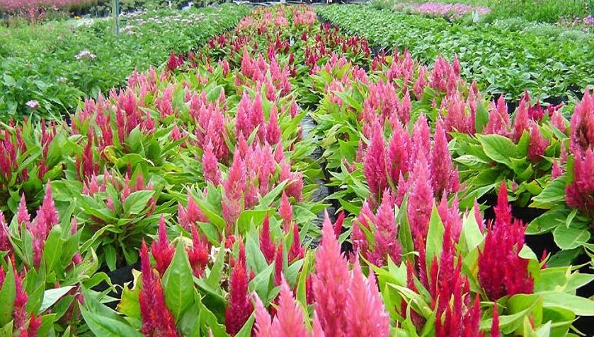 Planthaven Nursery Shelly Beach Projects Photos Reviews And Reviews