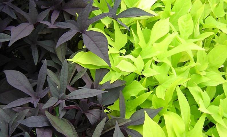Planthaven Nursery Shelly Beach Projects Photos Reviews And Reviews