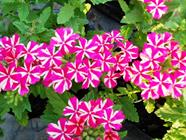 Ronnoco Nursery