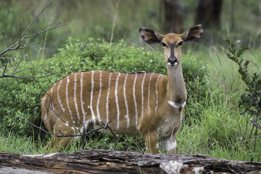 Lapalala Game Reserve Mokopane. Projects, photos, reviews and more