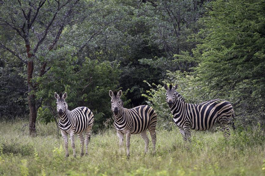 Lapalala Game Reserve Mokopane. Projects, photos, reviews and more