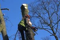 D & D Tree Felling & Site Clearing
