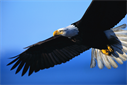 Eagle Roofing And Renovations
