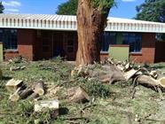 Mzanzi Tree Cutters