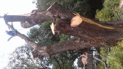 Johannesburg Tree Felling