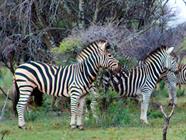 Thabaledi Game Lodge