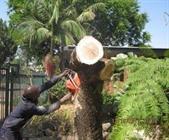 Trevor's Tree Feeling Services