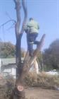 Jn Tree Felling