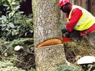 Tree Felling Kings