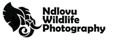 Ndlovu Photography