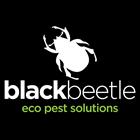 Black Beetle Eco Pest Solutions