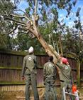 Zunotha Enterprise - Tree Felling