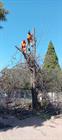 K And P Tree Fellers