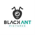 Black Ant Pictures