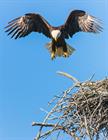 Mzanzi Bird Control