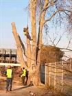 Sizza Tree Felling And Garden Service