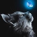 Cat 360 Photography