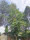 Newman Marcus Tree Felling